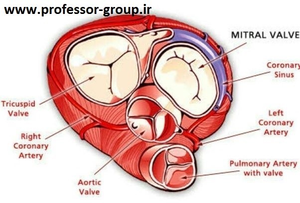 Read more about the article دریچه های قلبی