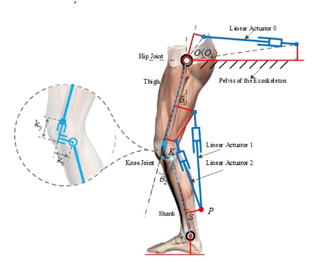 Read more about the article طراحی اگزواسکلت اندام تحتانی بیولوژیکی