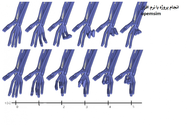 Read more about the article مدلسازی  Opensim از  حرکات انگشت دست انسان با سیگنال الکترومیوگرافی