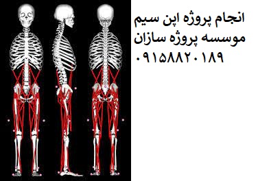 Read more about the article شبیه سازی دینامیک معکوس راه رفتن انسان با Opensim اپن سیم