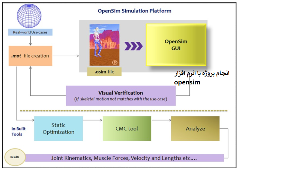 Read more about the article مطالعه خستگی عضلات هنگام حرکت با نرم افزار Opensim