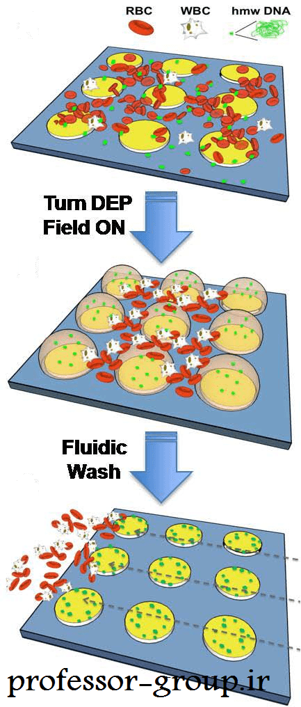 Read more about the article جداسازی ذرات خون با استفاده از تکنیک DEP