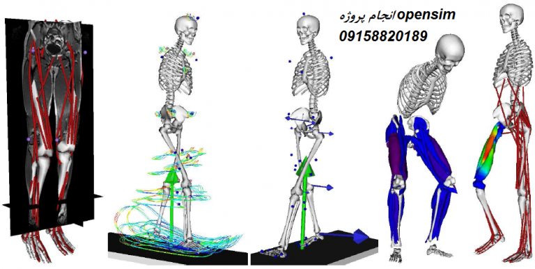 Read more about the article انجام پروژه آنالیز دینامیک معکوس با نرم افزار opensim